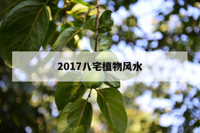 2017八宅植物风水 第1张